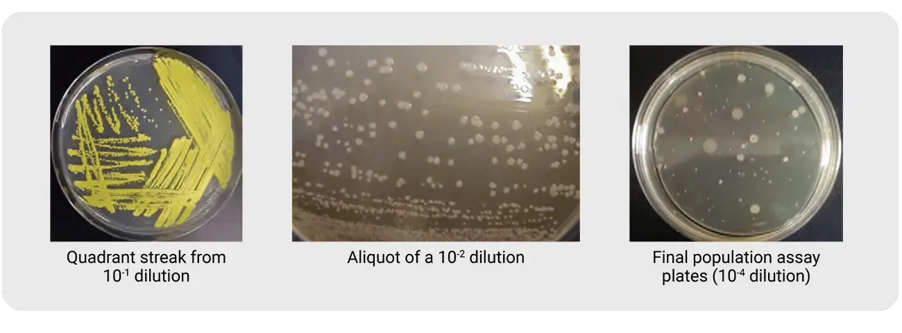 Three agar plate examples for biological indicator purity testing: quadrant streak from 10⁻¹ dilution showing yellow colonies, aliquot of a 10⁻² dilution, and final population assay plate at 10⁻⁴ dilution confirming a single colony type