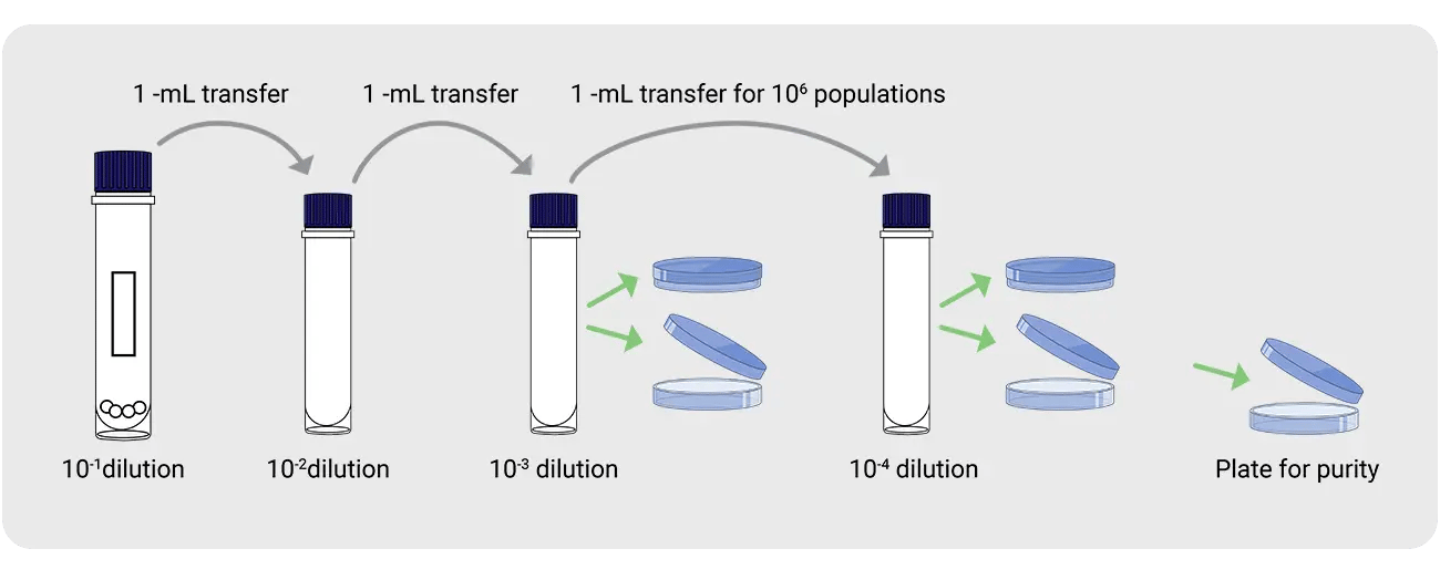 iagram showing serial dilution process for biological indicator purity testing, with 1-mL transfers from 10⁻¹ through 10⁻⁴ dilutions and a final plate for purity confirmation