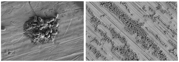 Picture2-1spores associated with debris (left) and spores in monolayer (right) 