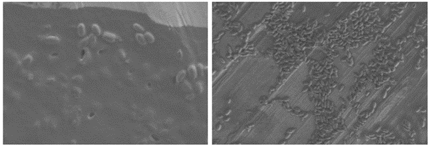 spores associated with heavy film (left) and spores in monolayer (right) 