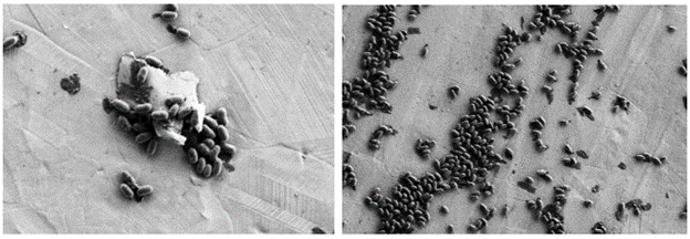 spores associated with debris (left) and spores in monolayer (right) 