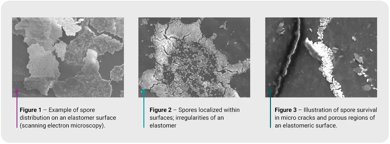 Study of elastomeric products