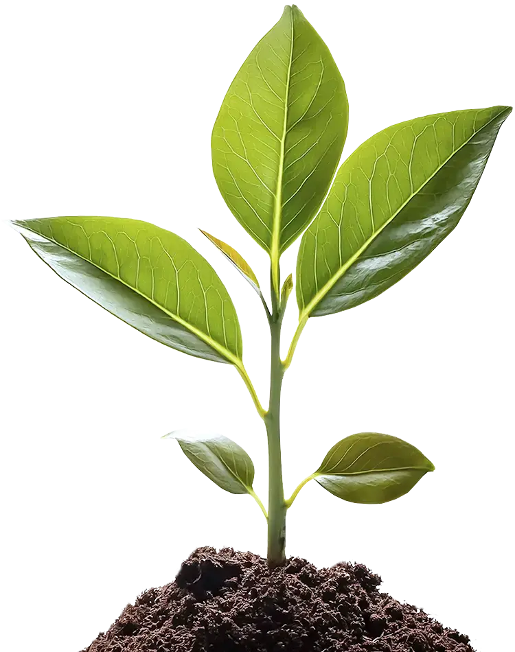 Global sustainability